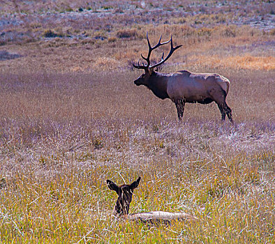 美国,科罗拉多,麋鹿,落基山国家公园