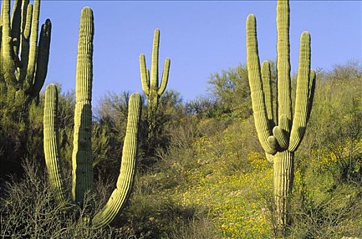 树形仙人掌,巨人柱仙人掌,仙人掌,风景,萨瓜罗国家公园,亚利桑那