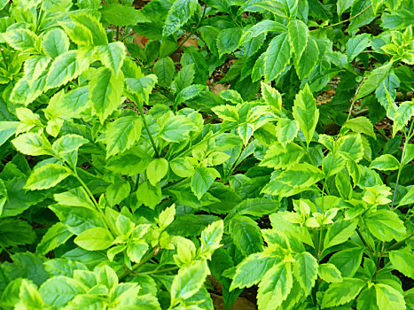 绿化带里生长的假连翘绿叶植物