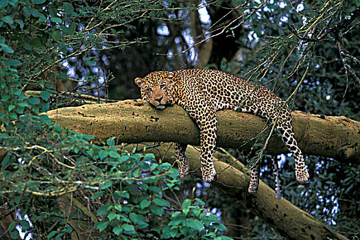 肯尼亚,豹,睡觉