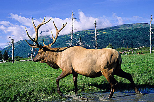 麋鹿,走,河流,草,草地,阿拉斯加野生动物保护中心,波蒂奇,阿拉斯加
