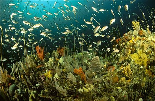 游动,柳珊瑚目,海洋,鞭子,多样,种类,海绵,深度,塔斯马尼亚,澳大利亚