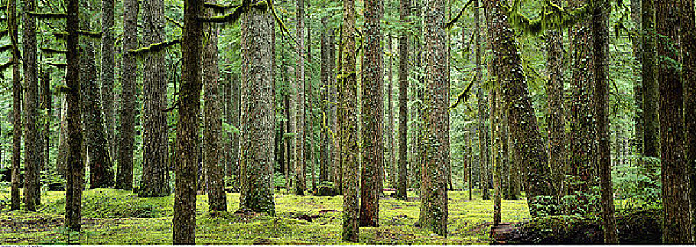 松树,树林,瀑布山,俄勒冈,美国