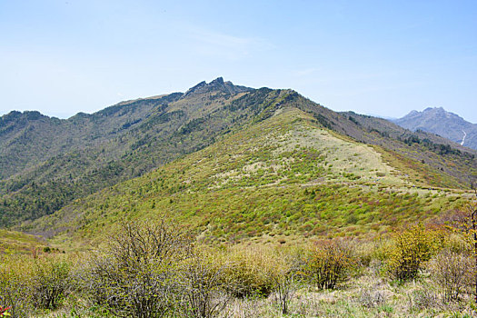 秦岭高山草甸