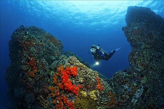 潜水,漂浮,礁石,切削,遮盖,珊瑚,冈加,岛屿,螃蟹船,北苏拉威西省,印度尼西亚,摩鹿加群岛,海洋,太平洋,亚洲