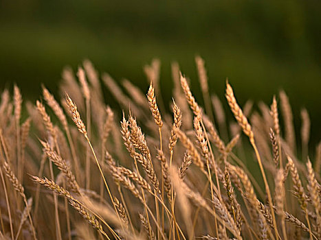 小麦,茎,曼尼托巴,加拿大