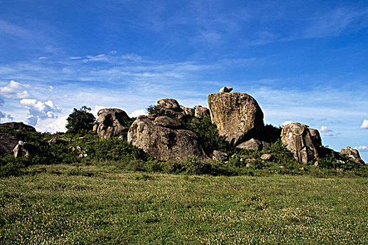 坦桑尼亚,塞伦盖蒂,草,平原,岩石构造