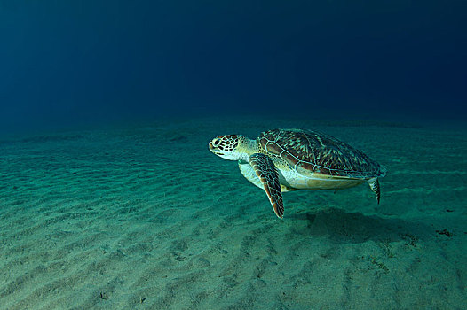 绿海龟,龟类,游泳,上方,沙,仰视,红海,阿布达巴卜,埃及,非洲