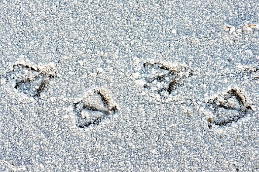 海鸥,雪