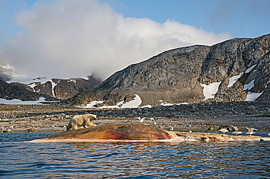 挪威,斯瓦尔巴群岛,斯匹次卑尔根岛,北极熊,成年,畜体,鳍鲸,长须鲸,漂浮,海岸