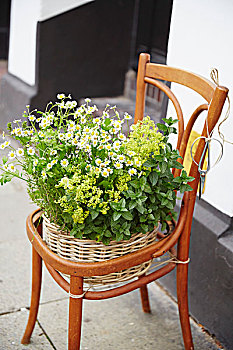 老,椅子,植物,站立,藤条,药草,花