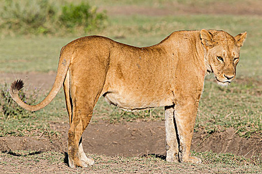 母狮,站立,草地,脏,中空,头部,看,向下,摄影,侧视图,填充,尾部,弯曲,向上,恩戈罗恩戈罗,保护区,坦桑尼亚