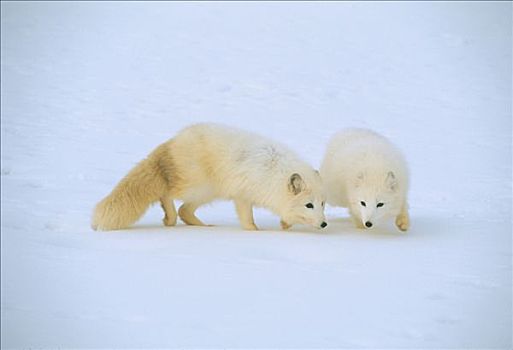 北极狐,冬天,一个,狐狸