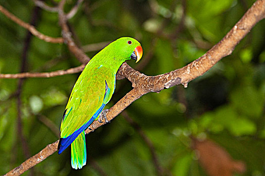 鹦鹉,雄性,雨林,岬角,半岛,北方,昆士兰,澳大利亚