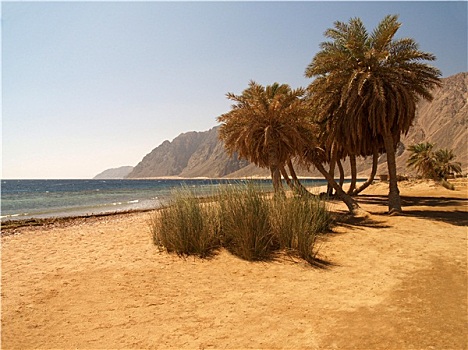 海岸,棕榈树,达哈卜
