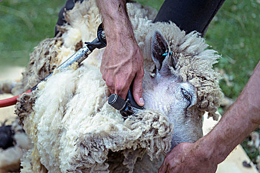 特写,绵羊,毛织品