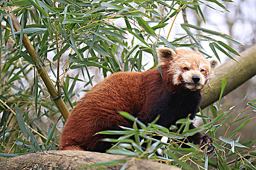 小猫熊,小熊猫