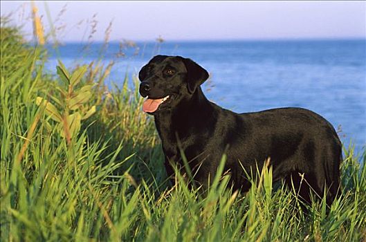黑色拉布拉多犬,狗,成年,肖像,湖岸