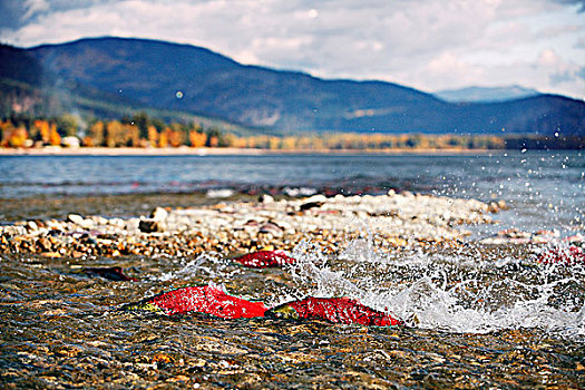 红大马哈鱼,亚当斯河,不列颠哥伦比亚省,加拿大