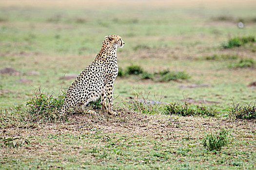 印度豹,暸望,风景,马萨伊,肯尼亚,东非