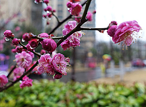 春雨润花