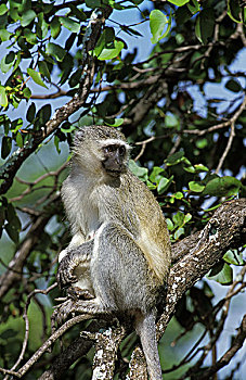 长尾黑颚猴,绿猴,枝头,克留格尔公园,南非