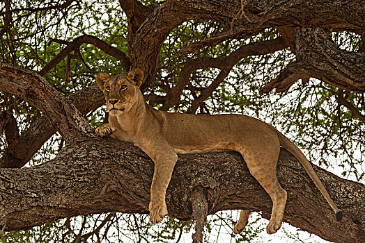 头像,狮子,放松,树上,塔兰吉雷国家公园,坦桑尼亚,非洲