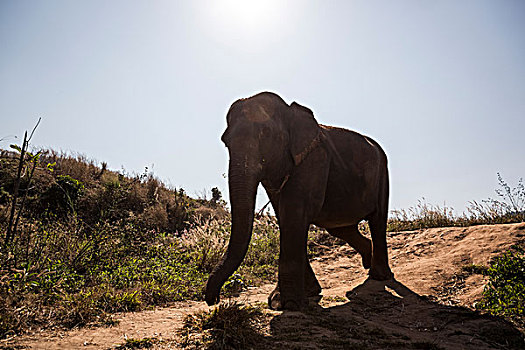 大象,走,土路,动物,保护区,清迈,泰国