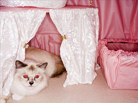 猫,围绕,粉色