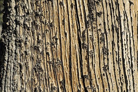 木头,桧属植物,树皮,西部,高,俄勒冈,美国