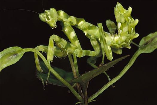 兰花,螳螂,植物,缅甸