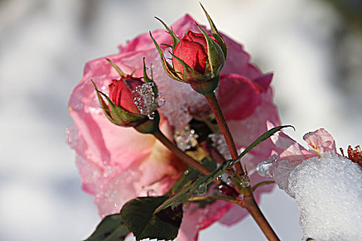 粉色,玫瑰,冰冷