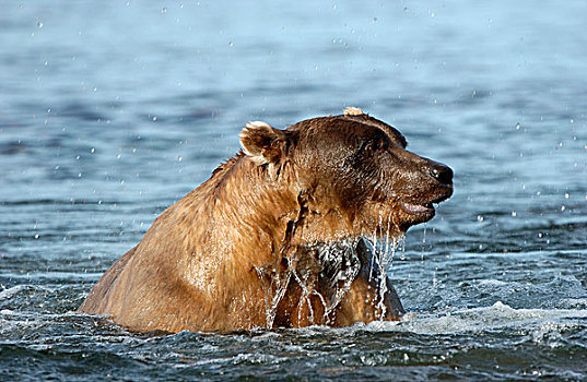 褐色,熊,在河,头像,滴下,水,阿拉斯加,美国