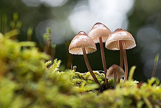 挤奶,苔藓,黑森州,德国,欧洲