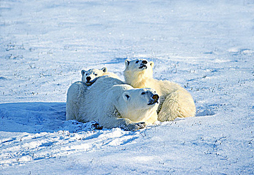 母兽,北极熊,一岁,幼兽,西部,熊,加拿大