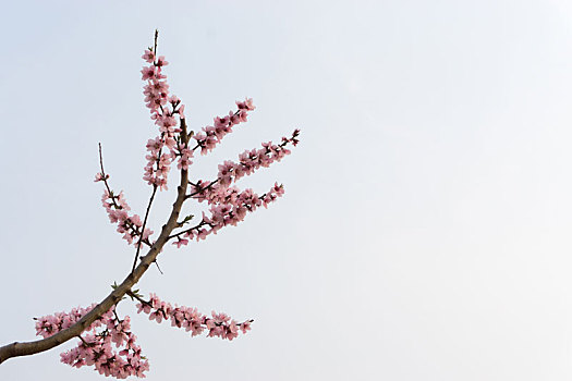 蓝色天空背景下的春天里盛开的一枝桃花
