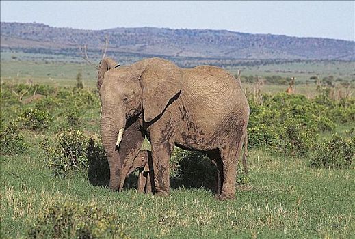 大象,非洲象,小动物,哺乳动物,马赛马拉,肯尼亚,非洲,动物