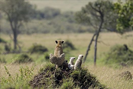 印度豹,猎豹,母亲,星期,老,幼兽,白蚁窝,马赛马拉,肯尼亚