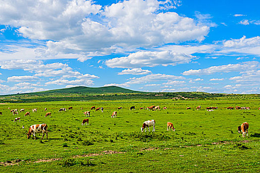 牛群在蓝天白云下的草原上吃草