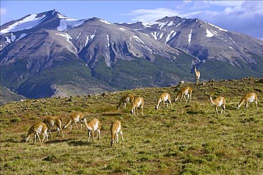 原驼,放牧,草,斜坡,强势,看,牧群,托雷德裴恩国家公园,智利