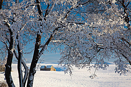 美国,爱达荷,积雪,树,老,谷仓