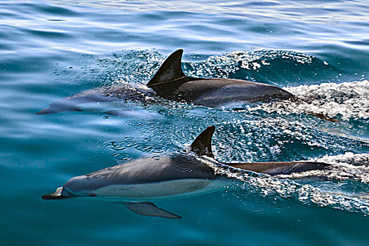 真海豚,大西洋,阿尔加维,葡萄牙,欧洲