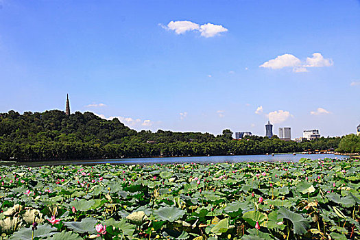 杭州西湖城市风光