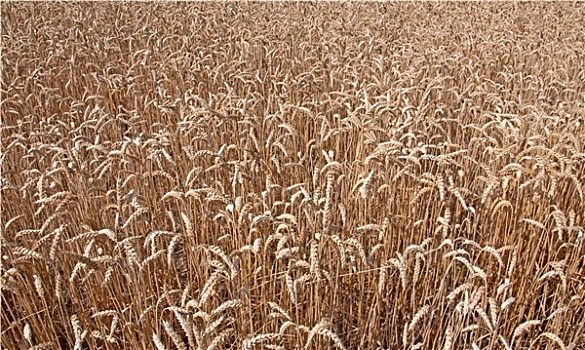 背景,小麦,地点