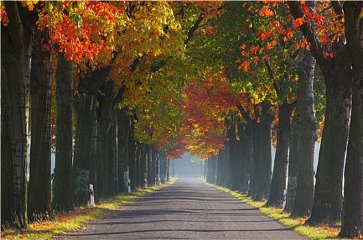小径,秋季,道路,秋天
