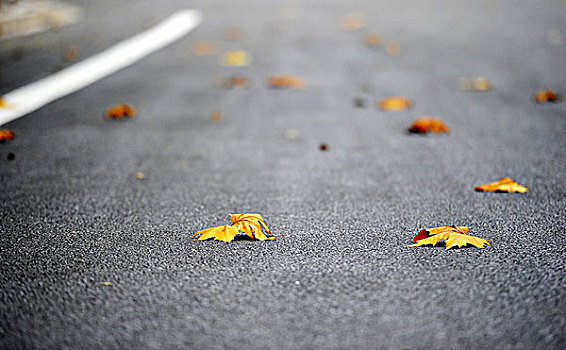 公路上的黄色枫叶