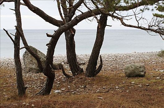 树,海洋,哥特兰岛,瑞典