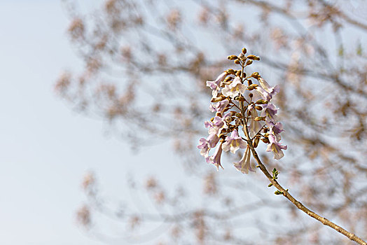 梧桐花,桐花