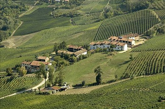 巴罗洛葡萄酒,山,靠近,皮埃蒙特区,意大利