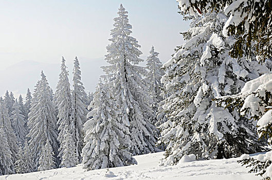 积雪,松树,云杉,欧洲云杉,冬日树林,靠近,巴伐利亚,德国,欧洲